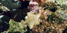 Estrella capitan (Asterina gibbosa)