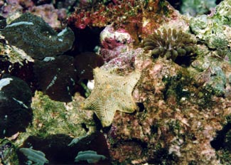 Estrella capitan (Asterina gibbosa)
