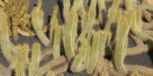 Echinopsis rubinghiana