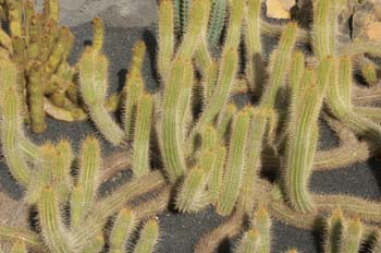 Echinopsis rubinghiana