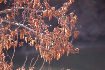 álamo blanco - Flor masc. (Populus alba)