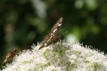 Protea / Mapa (Araschnia levana)
