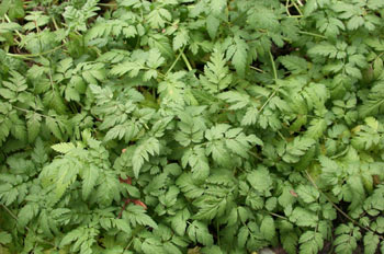 Planta, hojas (Matorral)