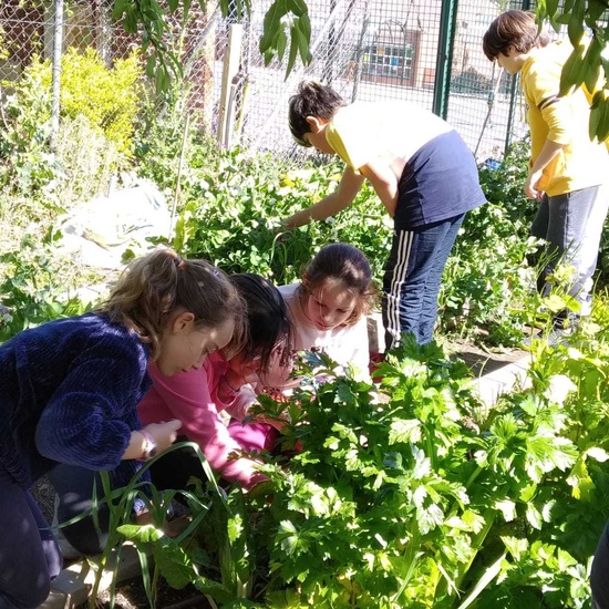 2019_05_06_Quinto en el huerto en mayo_CEIP FDLR_Las Rozas 11