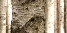 Abedul llorón - Tronco (Betula pendula)