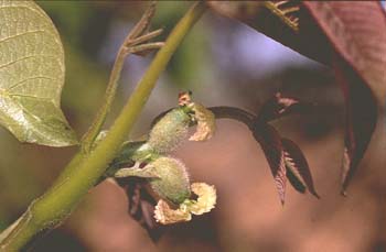 Nogal - Flor fem. (Juglans regia)