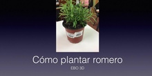 CÓMO PLANTAR ROMERO