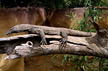 Lagarto gigante, Australia