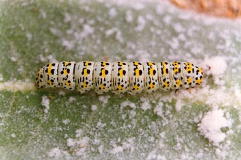 Polilla del Gordolobo - Oruga (Cucullia verbasci)