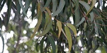 Eucalipto azul - Hoja (Eucalyptus globosus)