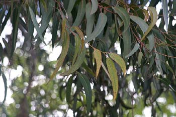 Eucalipto azul - Hoja (Eucalyptus globosus)