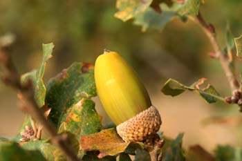 Quejigo - Bellota (Quercus faginea)