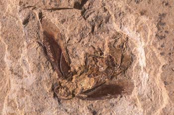 Cucaracha (Insecto) Cretácico