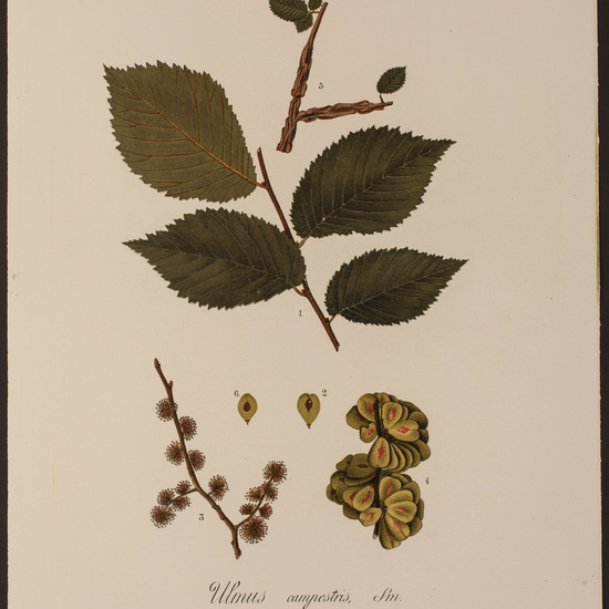 IES_CARDENALCISNEROS_HERBARIO_083