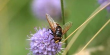 Mosca cernícalo (Vulucella zonaria)