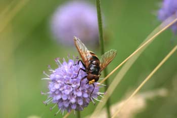 Mosca cernícalo (Vulucella zonaria)