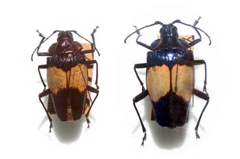 Pyrodes sp. (Suramérica)