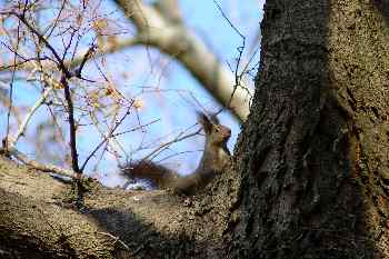 Ardilla en un arbol del Cementerio de Kerepessi, Budapest, Hungr