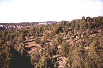 Sabina negral (Juniperus phoenica)