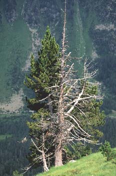 Pino negro - Porte (Pinus uncinata)