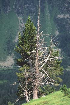 Pino negro - Porte (Pinus uncinata)