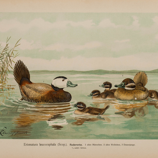 IES_CARDENALCISNEROS_AVES_LAMINAS_076