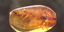 Insectos en ámbar (Insectos) Oligoceno