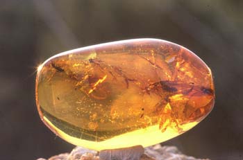 Insectos en ámbar (Insectos) Oligoceno