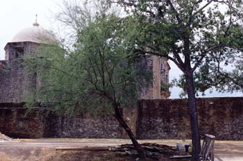 árboles en un jardín