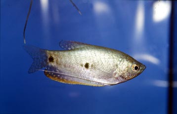 Gurami azul (Trichogaster trichopterus)