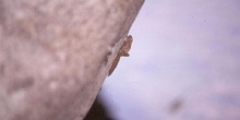 Larva de libélula (Odonata - Anisoptera)