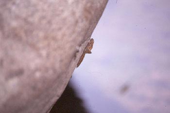 Larva de libélula (Odonata - Anisoptera)