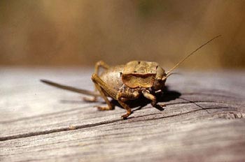 Grillo de matorral (Tettigoniidae fam.)