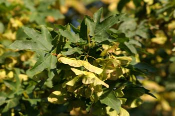 Arce campestre - Frutos (Acer campestris)