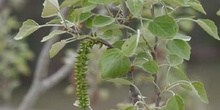 álamo blanco - Hojas (Populus alba)