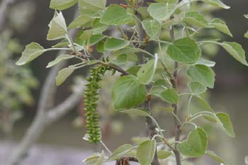 álamo blanco - Hojas (Populus alba)