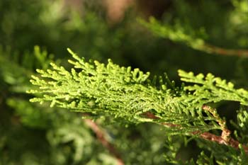 árbol de la vida chino (Thuja orientalis)