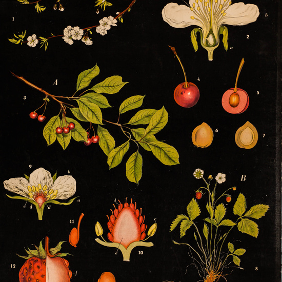 IES_LOPEDEVEGA_CIENCIASNATURALES_008