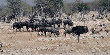 Manada de ñúes, Namibia