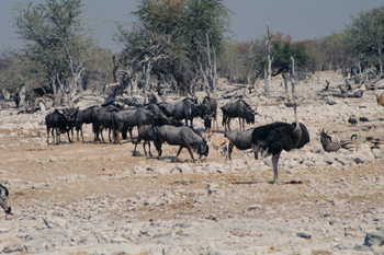 Manada de ñúes, Namibia