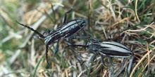 Longicornio zapador (Dorcadion abulense)