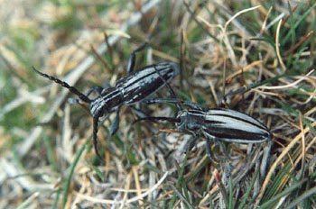 Longicornio zapador (Dorcadion abulense)