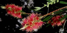 Flor a la que llaman "Brush bottle" (Brocha de botella), Austral