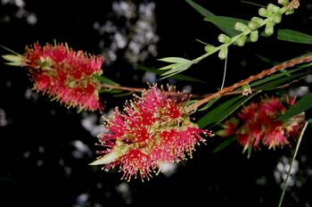 Flor a la que llaman 