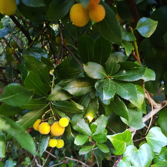 La Pedriza. 3º ESO. 2017-2018. 33