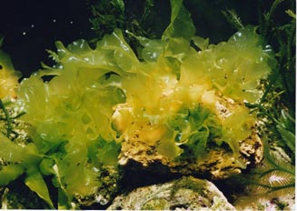 Alga verde (Cloroficea)