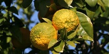 Naranjo amargo - Fruto (Citrus aurantium)