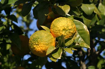 Naranjo amargo - Fruto (Citrus aurantium)