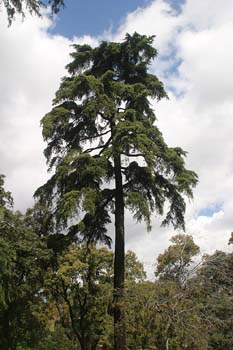 Cedro llorón - Porte (Cedrus deodara)