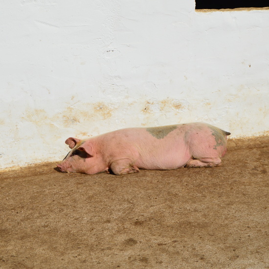 GRANJA ESCUELA ALBITANA 2018 22